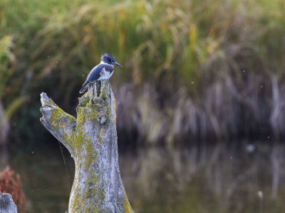 Belted Kingfisher at Potter's Marsh