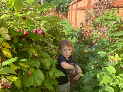 Berry picking in the backyard garden
