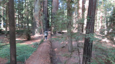 Redwood20_112.JPG