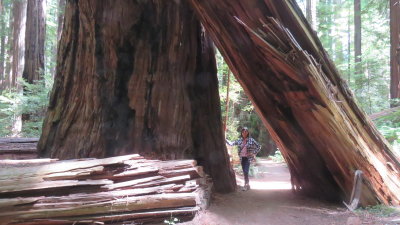 Redwood20_120.JPG