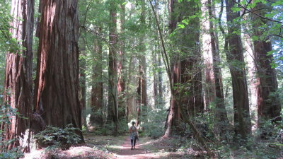Redwood20_134.JPG