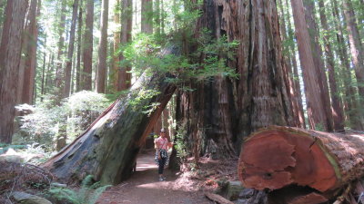 Redwood20_137.JPG