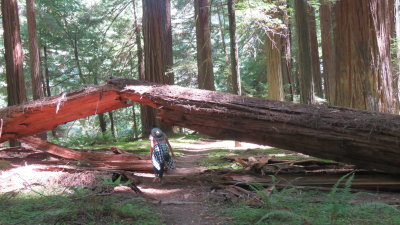 Redwood20_152.JPG