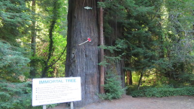 Redwood20_157.JPG
