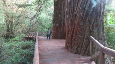 Redwood20_305.JPG