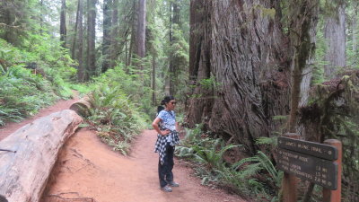 Redwood20_315.JPG
