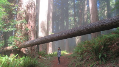 Redwood20_423.JPG