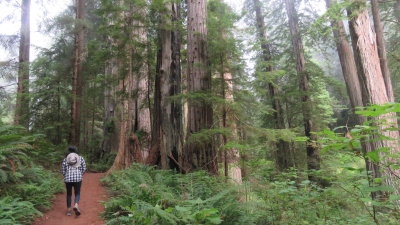 Redwood20_507.JPG