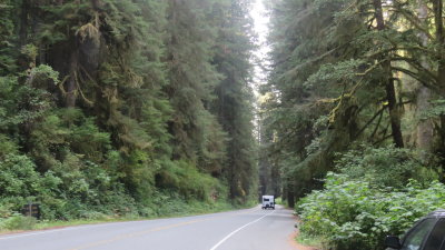 Redwood20_513.JPG