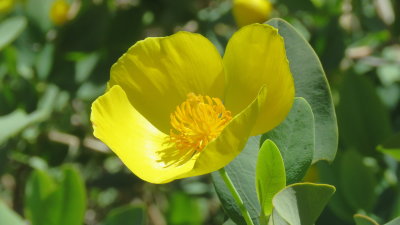 Santa Barbara Botanical Garden