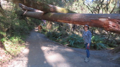 Olympic, WA