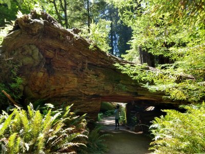 Redwood21_6032.jpg