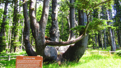 Redwood21_9125.JPG