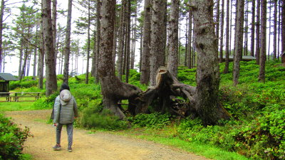 Redwood21_9148.JPG