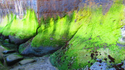Redwood21_8025.JPG