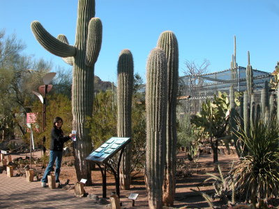 20-Dec-2006
Desert Botanical Garden