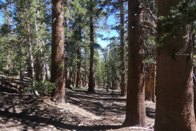JuneLake22_507.JPG