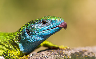 lizard tongue