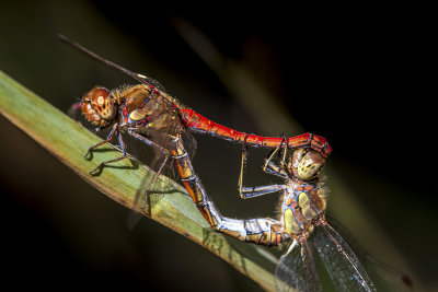 dragonfly sex