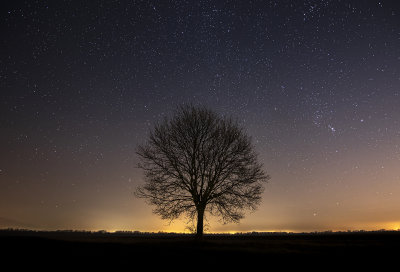 starry tree