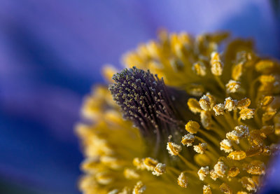 pulsatilla close-up