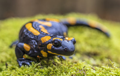 another salamander