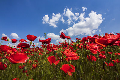 the poppies and the sky