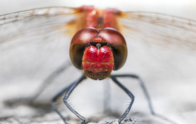 red dragonfly portrait