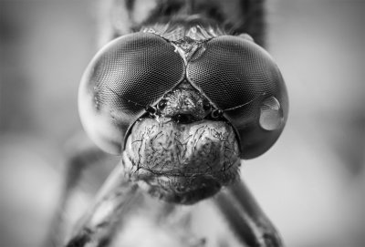 monochrome dragonfly portrait
