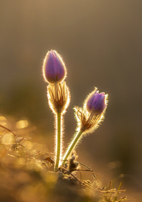 backlit pulsatilla