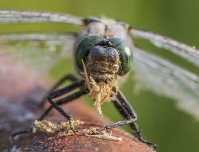 dragonfly eating a moth
