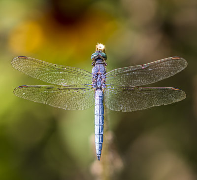 stretched wings