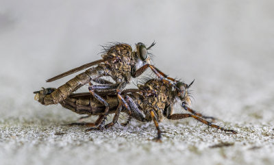 mating robber flies