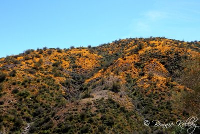 Wild Poppies Near Ray, AZ