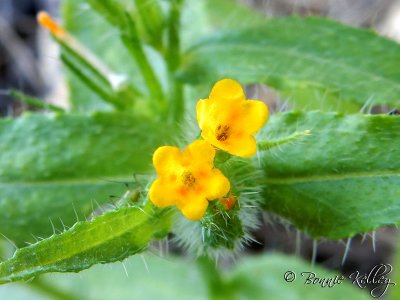 Wildflower