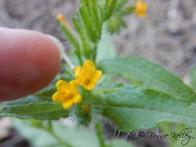 Wildflower with finger for perspective