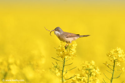Common Whitethroat