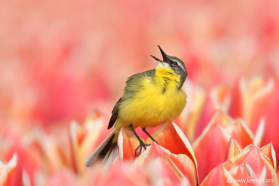 Western yellow wagtail