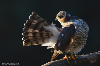 Eurasian Sparrowhawk