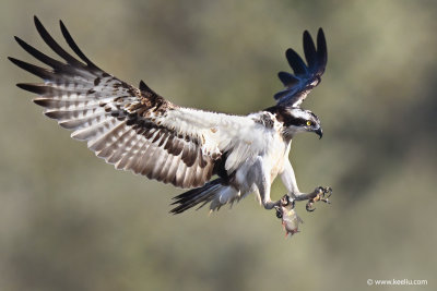 Osprey