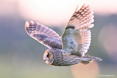 Long-eared Owl