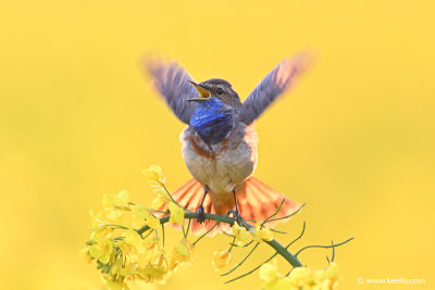 Bluethroat