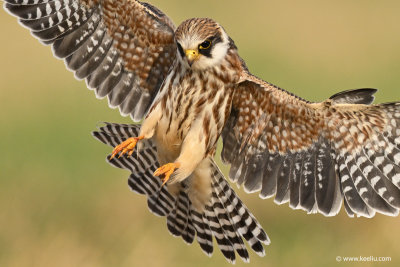 Red-footed Falcon