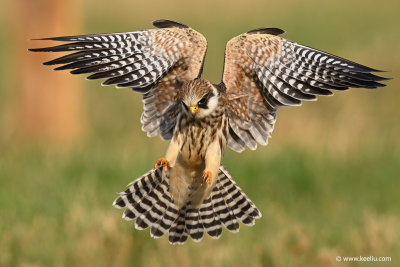 Red-footed Falcon