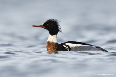 Red-breasted merganser