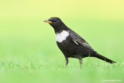 Ring ouzel