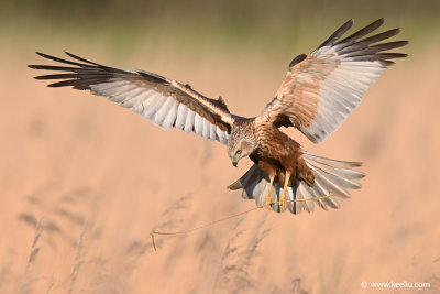 Western Marsh Harrier