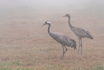 Cranes in Agamon Hahula
