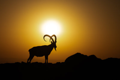 Nubian Ibex at dawn