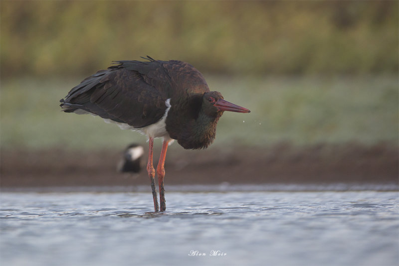 671A6963.jpg   Ciconia nigra